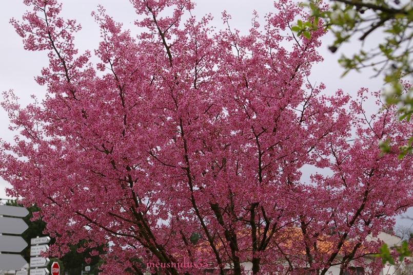 f 33 cerisiera fleurs.jpg