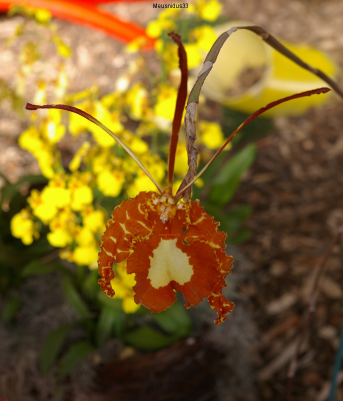 0013 orchidee.jpg